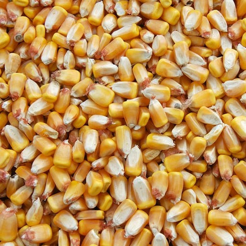 Corn